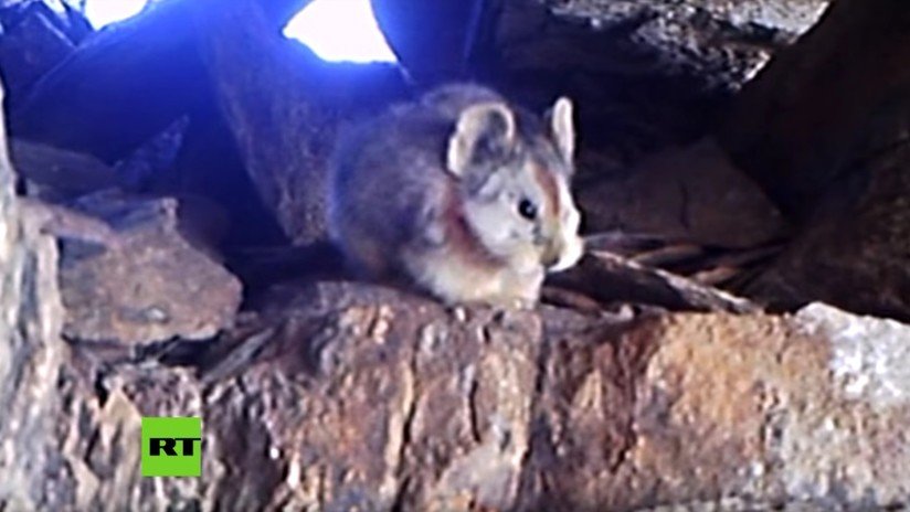 VIDEO: Graban por primera vez a un ejemplar de 'conejo mágico' ili pika en China