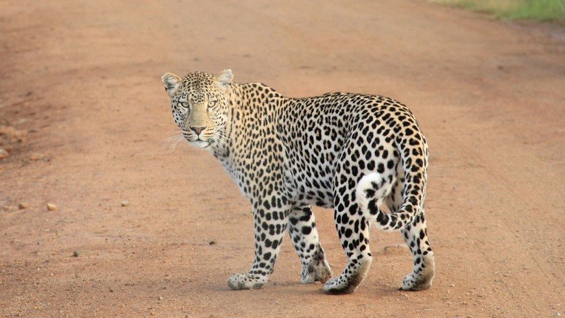 VIDEO: Captan un combate a muerte entre un cachorro de leopardo y un varano