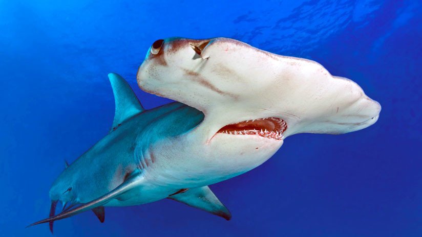 VIDEO: Un tiburón martillo y un sábalo protagonizan una encarnizada pelea