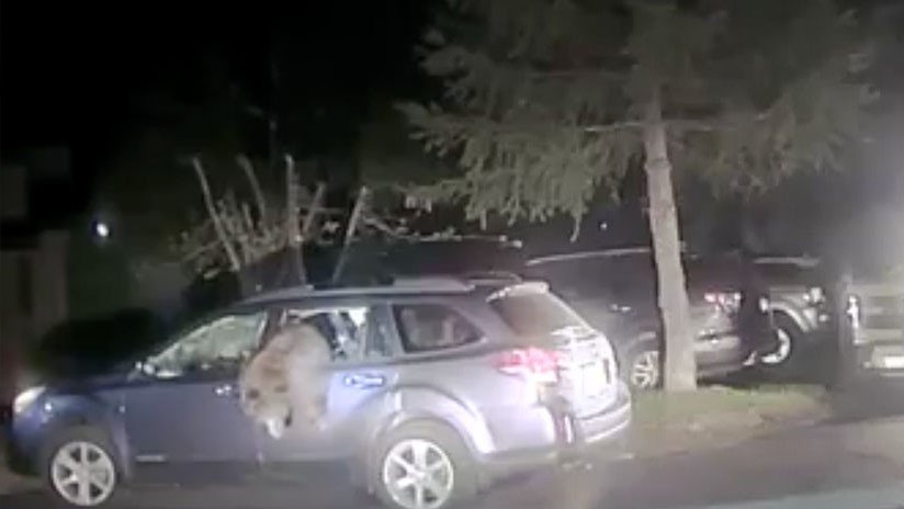 VIDEO: Un policía rescata a un oso atrapado dentro de un coche en EE.UU.