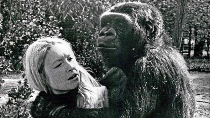 Muere Koko, la gorila capaz de 'hablar' con los humanos (FOTOS, VIDEOS)