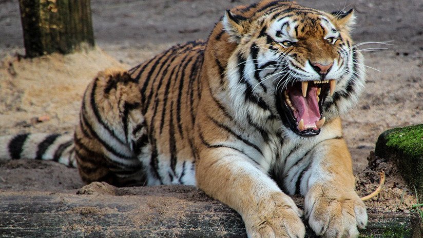 VIDEO: Un tigre 'ataca' por la espalda a un visitante en un zoo