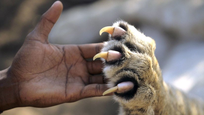 Los grandes felinos salvajes de América se comunican mediante mensajes