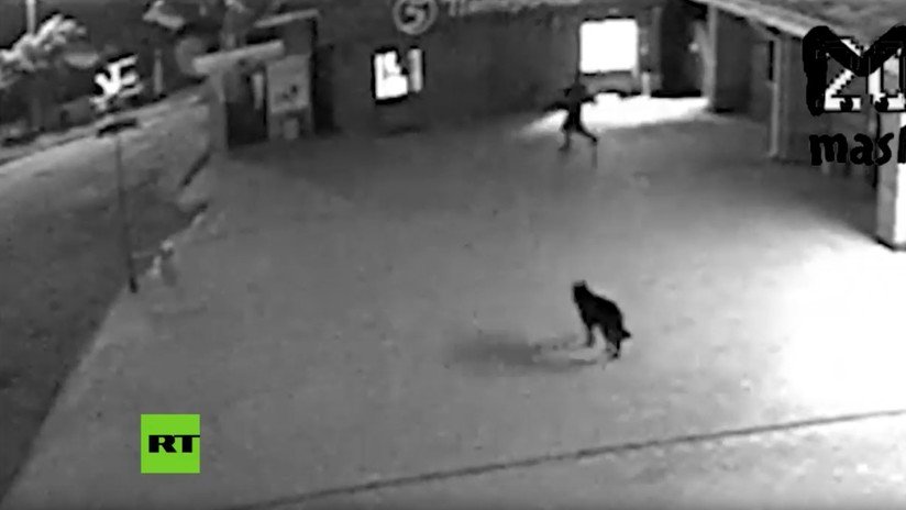 ¿Perro guardian?: Un can forma parte de una banda de ladrones (VIDEO)