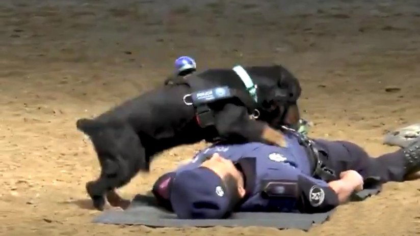 VIDEO: Un perro de la Policía de Madrid 'salva' a un agente al hacerle reanimación cardiopulmonar