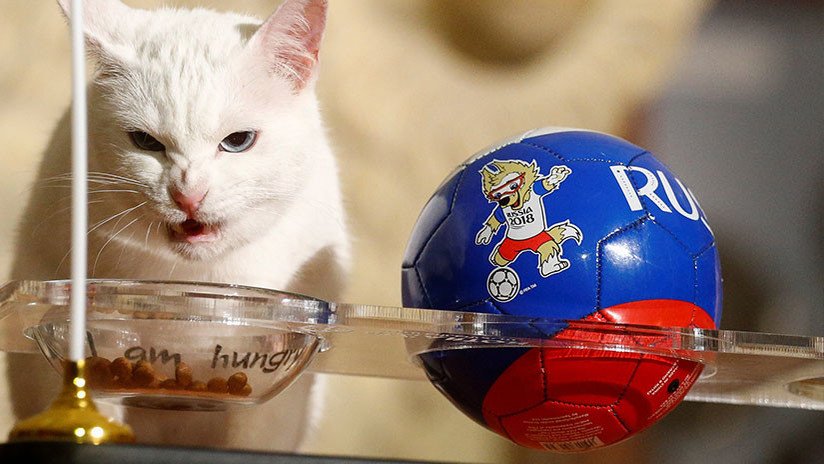 El pronóstico gatuno que no gustará en Argentina