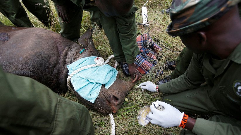 Rescate al borde de la extinción: Así salvaron a un rinoceronte negro en Kenia