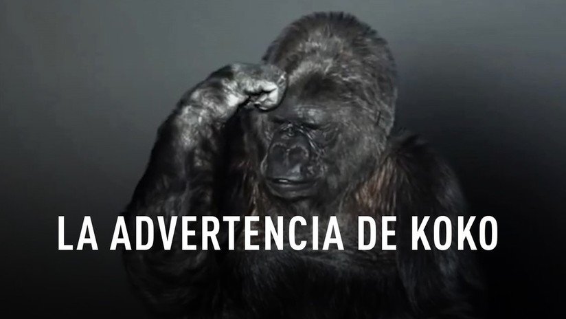La gorila que se expresaba con lenguaje de signos nos advirtió sobre la estupidez humana