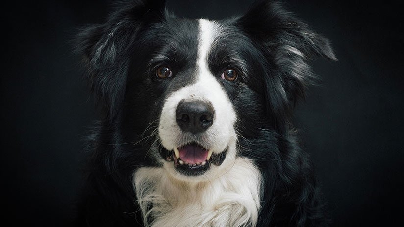 El reto viral de desaparecer delante de tu perro: ¿Cómo reaccionaría tu mascota? (VIDEOS, FOTOS)