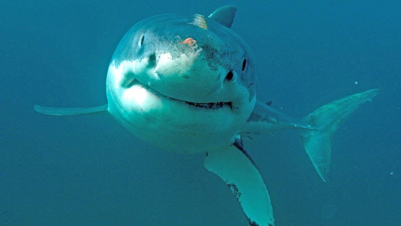 Avistan por primera vez en 30 años a un tiburón blanco en aguas españolas