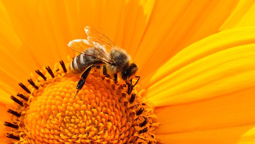 Alerta científica: ¡Las abejas se extinguirán en cuestión de años! (y nos afectará a todos)