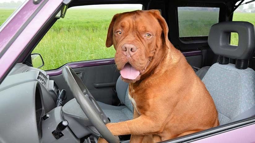 VIDEO: Una mujer se encierra en un coche para entender qué siente un perro cuando lo dejamos dentro