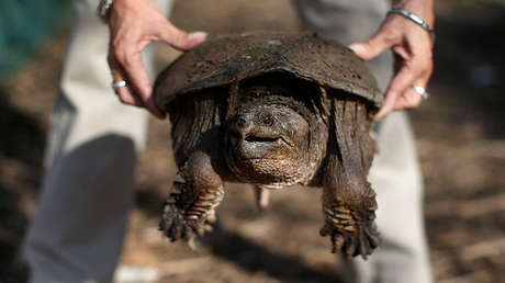 Acusan a un profesor de alimentar a una tortuga mordedora con un cachorro en EE.UU.