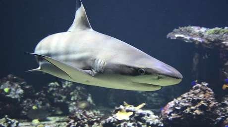 VIDEO: Un osado pescador arrastra a un tiburón vivo al agua por la cola