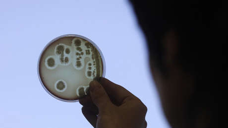VIDEO: Captan el instante en el que una bacteria se apropia de ADN para acelerar su propia evolución