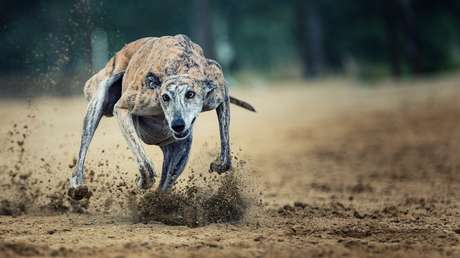 Un galgo gana una carrera con un tiempo extraordinario y descubren que fue drogado con cocaína