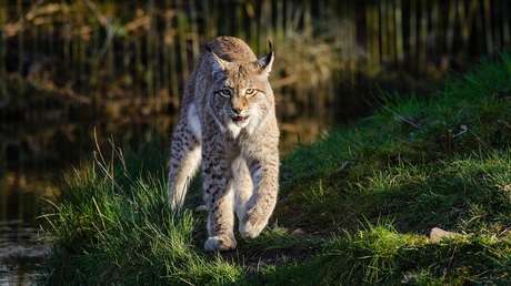 FOTOS: Abuela estrangula con sus propias manos a un lince que la atacó
