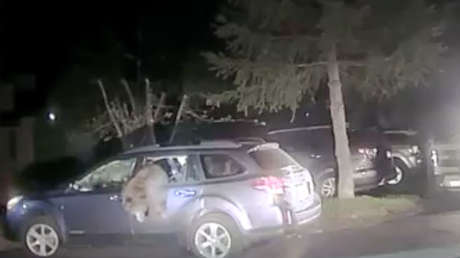 VIDEO: Un policía rescata a un oso atrapado dentro de un coche en EE.UU.