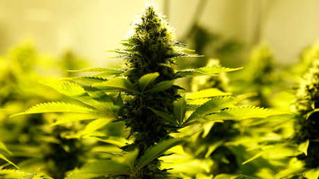 "Traído por el viento": Encuentran cultivo de marihuana cerca de una oficina del Parlamento de Japón
