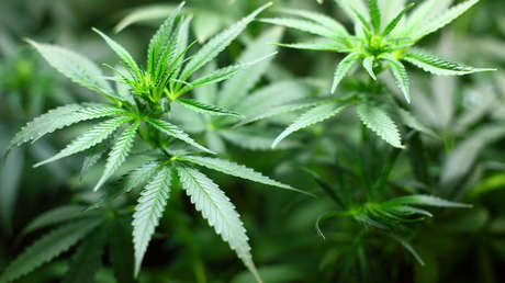 Jabones, fideos o yerba mate: La industria cannábica crece en Uruguay