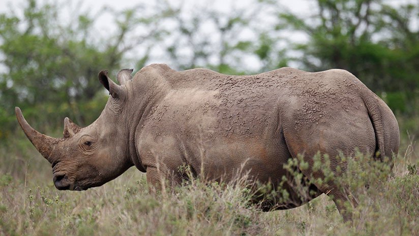 Matan a un raro rinoceronte por un centímetro de cuerno, recortado por los cuidadores para salvarlo