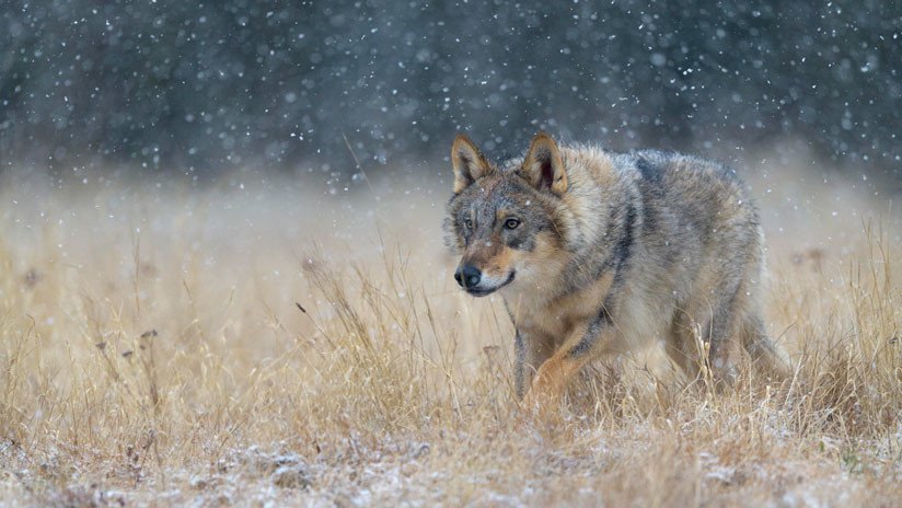 Animales mutantes: Advierten que los lobos de Chernóbil podrían dispersar sus genes por toda Europa