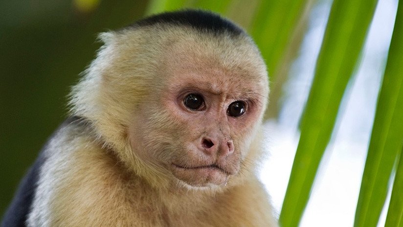 VIDEO: Monos panameños dan signos de haber iniciado su propia Edad de Piedra