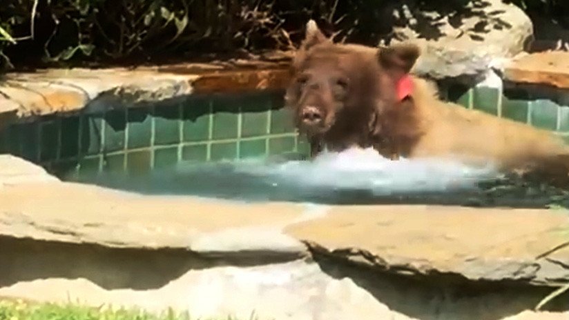 VIDEO: Un oso disfruta de un sensual baño en un 'jacuzzi' en California