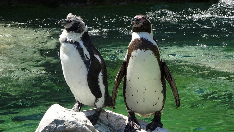 VIDEO: Una pareja de pingüinos que pasea 'de la mano' por la playa triunfa en Internet