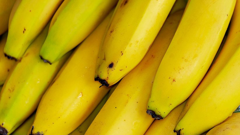 ¿Bananas en peligro?: Una plaga tropical se propaga a través de los cultivos de todo el mundo