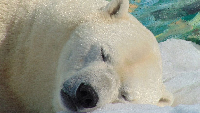 "Murió como un héroe": Pierde la vida al enfrentarse a un oso polar para proteger a sus tres hijos