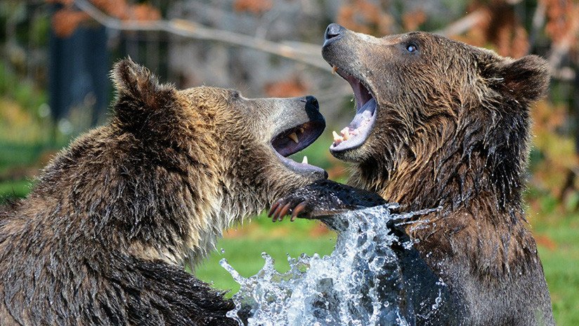 FOTO: Un gran oso mata a un osezno en un parque natural en EE.UU.