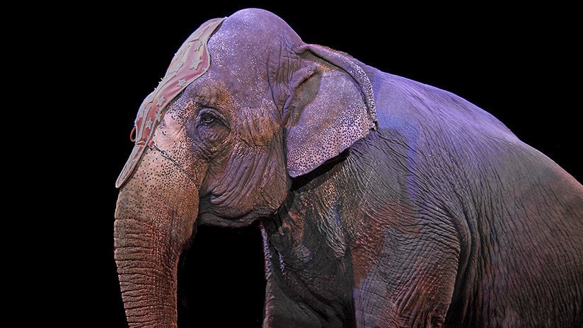 VIDEO: Un elefante cae sobre los espectadores de un circo y abre polémica en Alemania