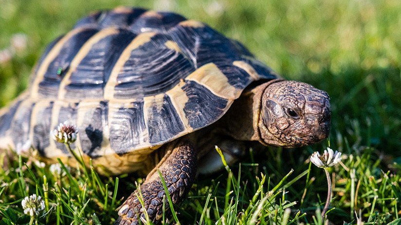 Una tortuga perdida en un lago se reúne con su dueño tres años después