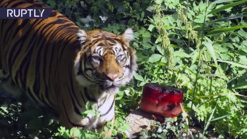 "Delicadeza en un día caluroso": Sirven un helado 'sangriento' al tigre en un zoo alemán (VIDEO)