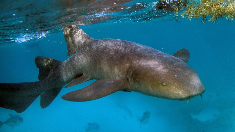 FOTOS: Tiburón ataca a una modelo mientras era fotografiada en las Bahamas 