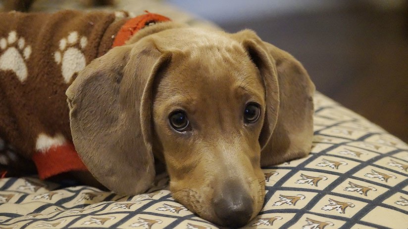 Un perro salchicha pasó casi una semana en el desierto después de 'caer' del avión