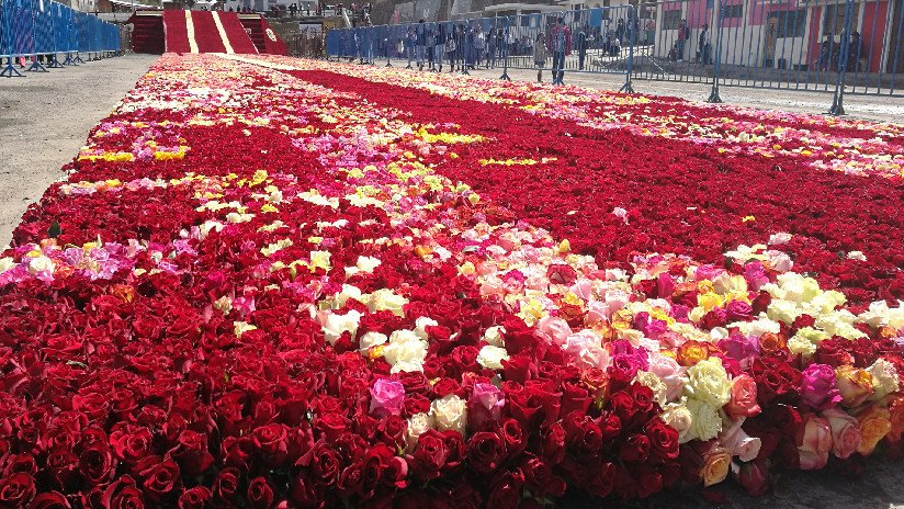 Ecuador busca el récord Guinness con una pirámide de más de 500.000 rosas (FOTOS, VIDEO)