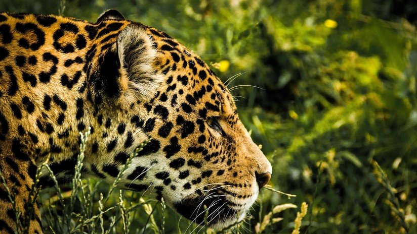 Un jaguar escapa del zoo y mata a siete animales antes de ser capturado en EE.UU.