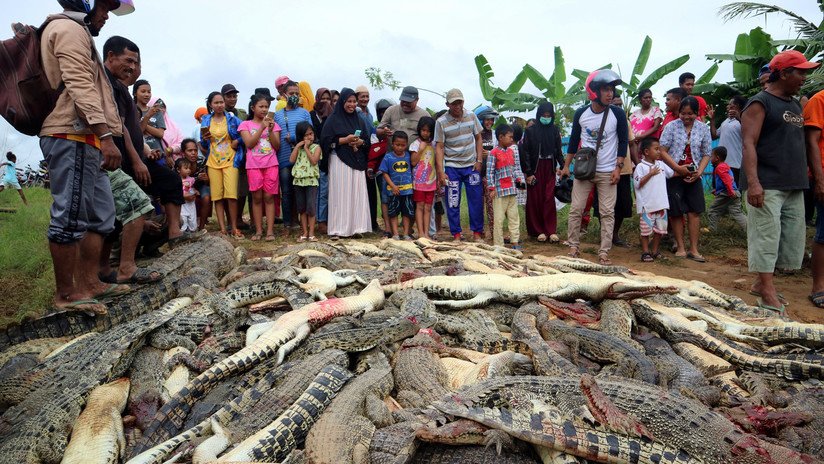 FOTOS: Matan a cerca de 300 cocodrilos en venganza por la muerte de un vecino en Indonesia