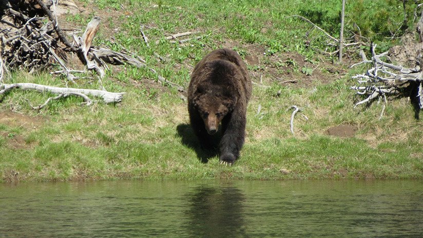 VIDEO: Un oso grizzli intenta cazar a un hombre en un kayak en Canadá