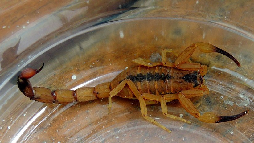 La creciente población de escorpiones venenosos en Brasil preocupa a los científicos 