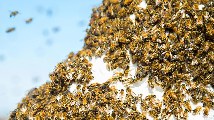 Colmena de 80.000 abejas africanizadas ataca a una mujer, dejándola en estado crítico