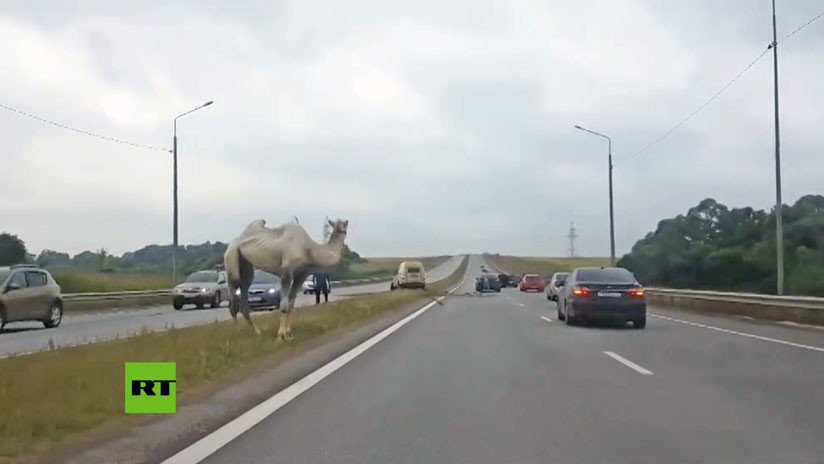 VIDEO: Un camello siembra el caos en una autopista de Moscú