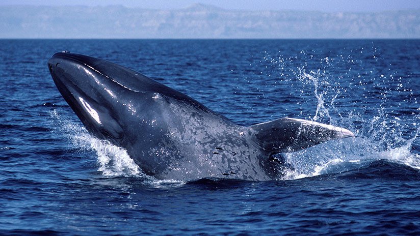 Un millonario islandés que mató a un híbrido raro de ballena promete cazar 150 cetáceos más