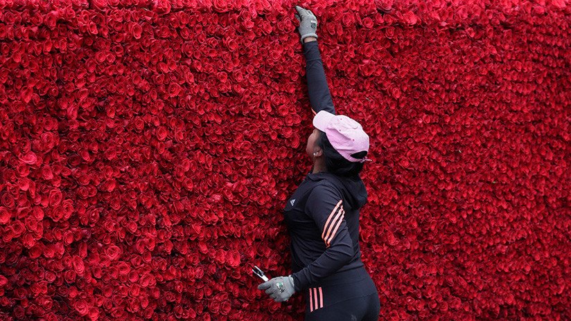 Con una pirámide de más de 540.000 rosas Ecuador consigue un récord Guinness (FOTOS)