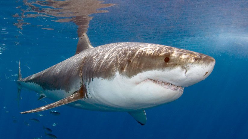 "¡Ya están aquí!": Detectan la presencia de tiburones blancos en las aguas de Reino Unido