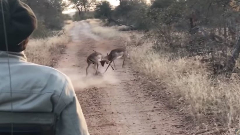 VIDEO: Un leopardo interrumpe una feroz pelea entre dos impalas