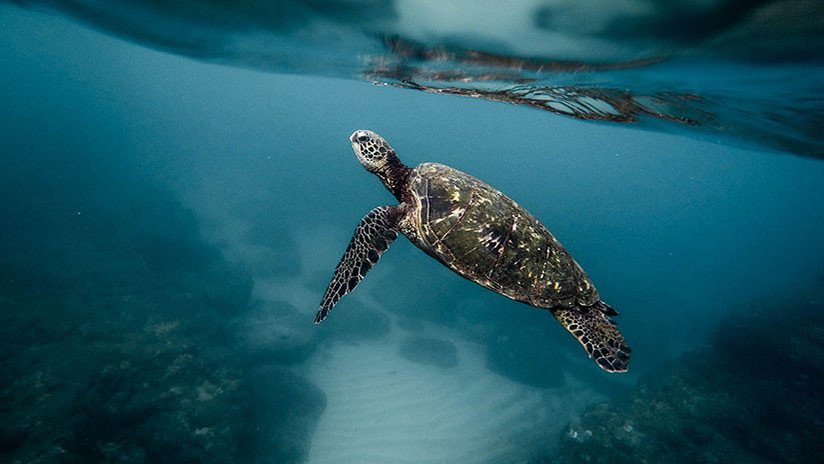 Los científicos advierten de un nuevo peligro 'silencioso' que ya amenaza la vida de los océanos