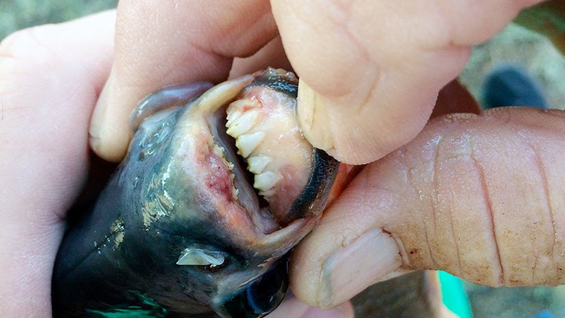 Una niña de 11 años pesca un raro pez nativo de Sudamérica con "dientes humanos"